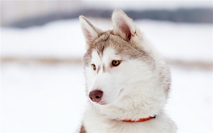 Alaskan Malamute-Animal HD Wallpaper Views:14786 Date:2014/7/19 23:12:02