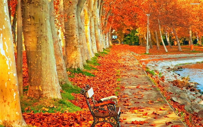 Autumn Park Bench-landscape foto fondo de pantalla Vistas:17771