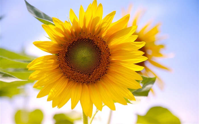 Beautiful Sunflower-Photography HD Wallpaper Views:9345 Date:2014/7/21 7:53:15