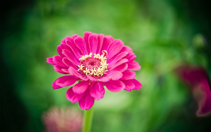 美しい花-植物のHD写真の壁紙 ブラウズ:8029