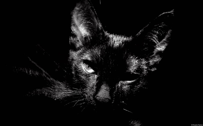 Blanco y negro gato-Windows 8 Theme fondo de pantalla Vistas:13556