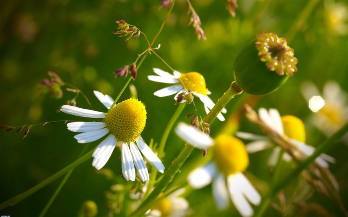 Chamomile Flowers-Photography HD Wallpaper Views:9420 Date:2014/7/21 7:54:20