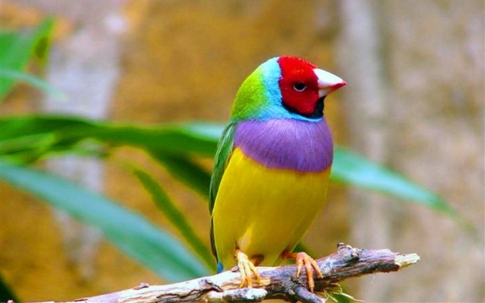 Colorful Finch Bird-Animal HD Wallpaper Views:16012 Date:2014/7/19 23:18:48