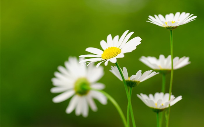 Daisy Flower-Photography HD Wallpaper Views:13895 Date:2014/7/21 7:55:03