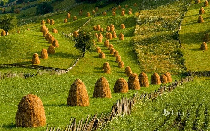 ファーム干し草の山-Bingの壁紙 ブラウズ:10436