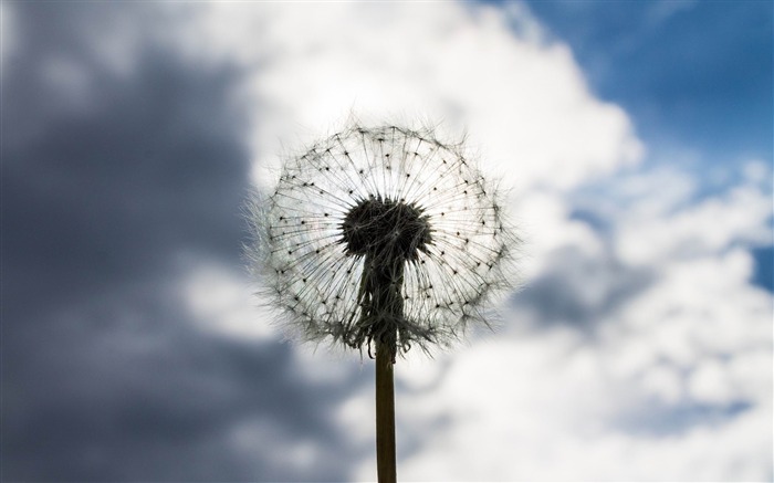 Gray Dandelion-Plants HD Photo Wallpaper Vistas:9875