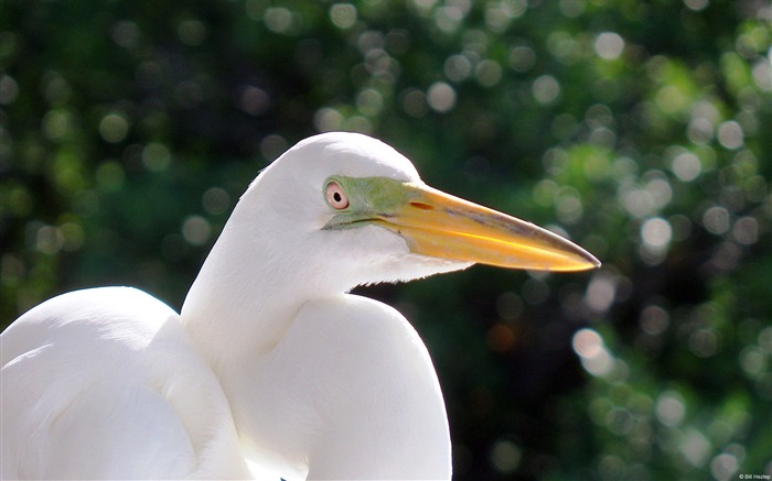 Islamorada egret-Windows 8 Theme Wallpaper Visualizações:6452