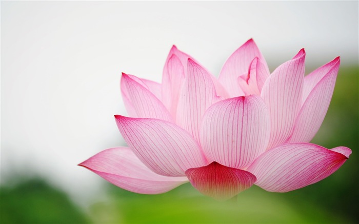 Lotus Macro Flower-Photography HD Wallpapers Views:11013 Date:2014/7/21 8:00:45