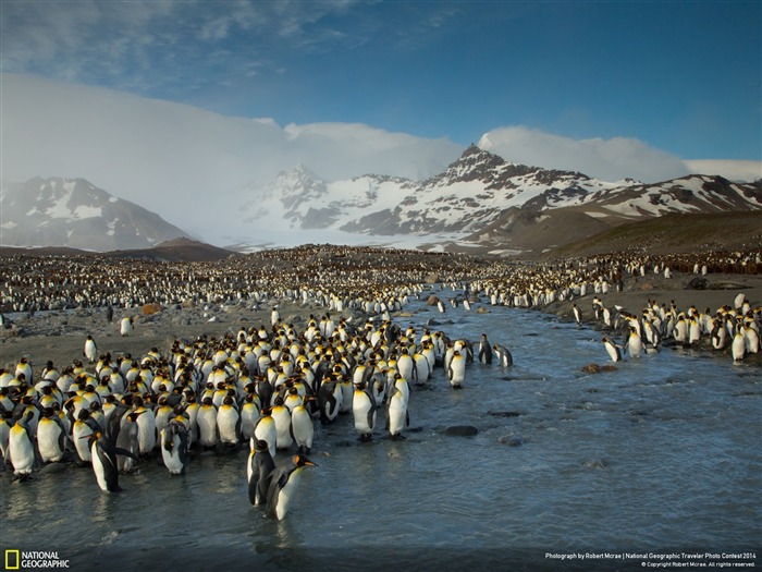 Papéis de Parede Penguins em Saint Andrews Bay-National Geographic Visualizações:7989