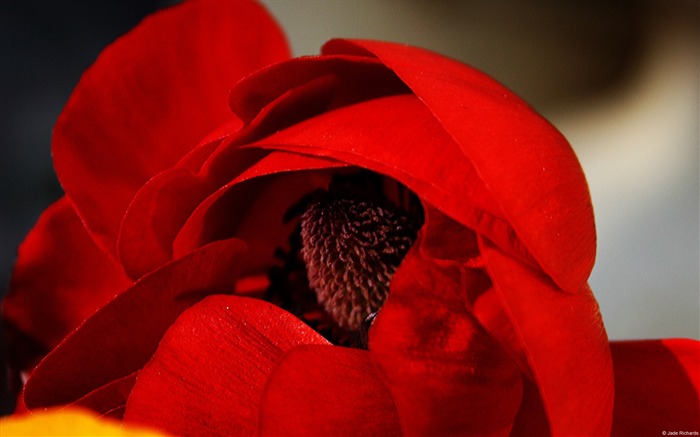 Papel pintado rojo de las amapolas-Windows 8 Vistas:10182