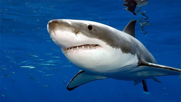 Shark Picture-Animal HD Wallpaper Views:18949 Date:2014/7/19 23:26:30