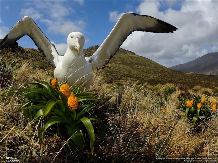 Papéis de parede geográficos nacionais do albatroz real do sul Visualizações:8362