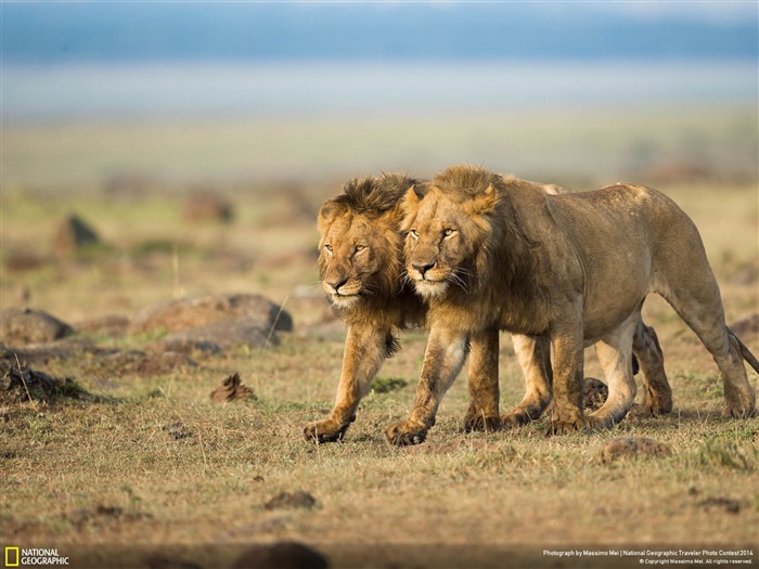 Papéis de parede Two Brothers-National Geographic Visualizações:8487