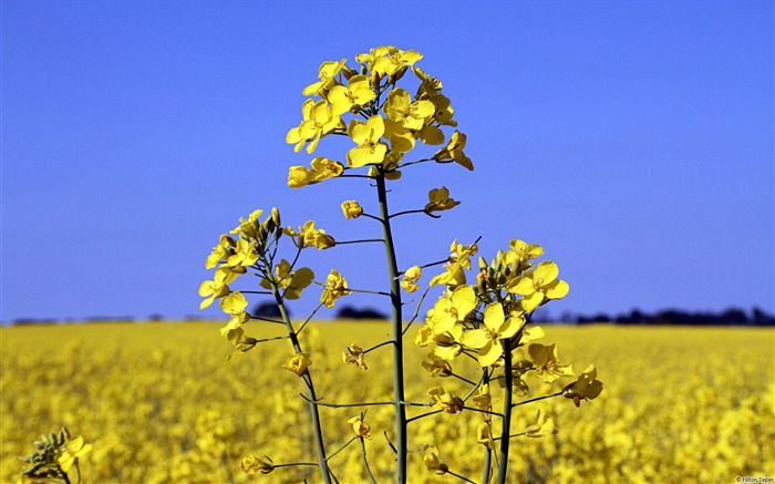 Flor de canola amarela-Windows 8 Theme Wallpaper Visualizações:9664