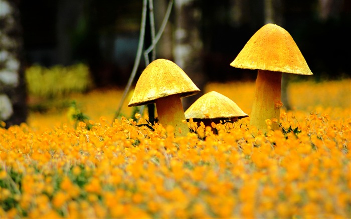 Yellow mushrooms-Photography HD Wallpaper Views:7939 Date:2014/7/21 8:07:58