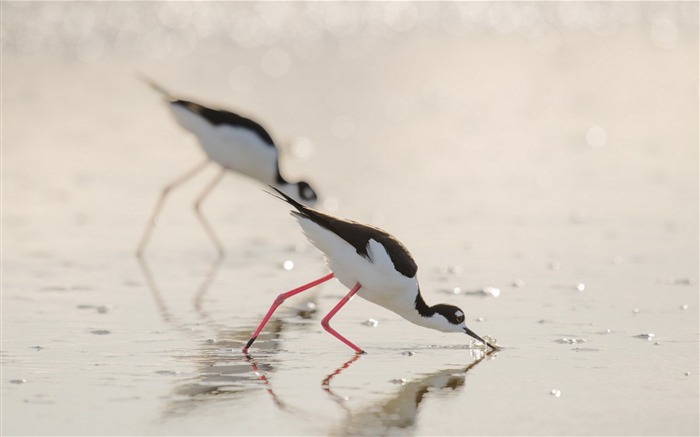 oiseaux de plage bokeh-Animal Photo Fond d'écran Vues:8787