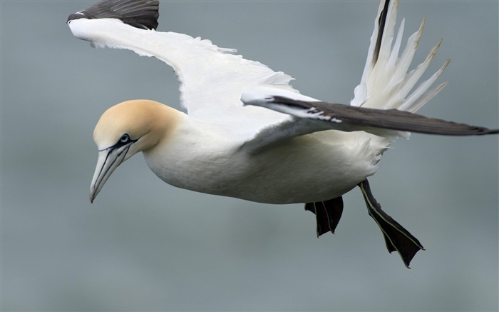 鳥飛行翼-動物HDの壁紙 ブラウズ:8339