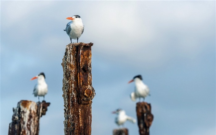 birds bokeh-Animal HD Wallpaper Views:7628 Date:2014/7/19 23:15:12