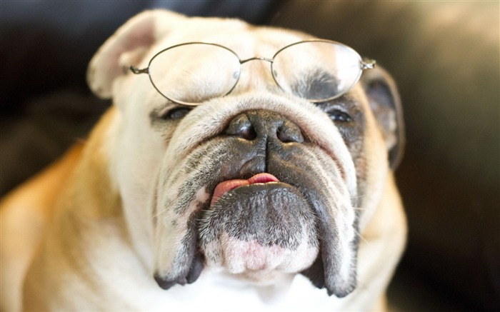 bulldog dog face-Animal HD Wallpaper Views:10770 Date:2014/7/19 23:16:08