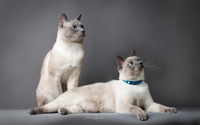 cats couple beautiful-Animal HD Wallpaper Views:9874 Date:2014/7/19 23:27:35