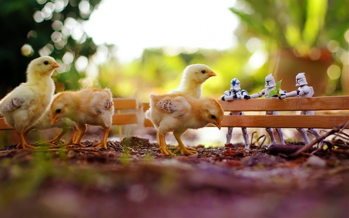 chickens star wars toys-Animal HD Wallpaper Views:11923 Date:2014/7/19 23:17:06