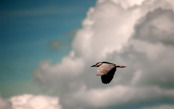 雲の鳥の飛行-動物HDの壁紙 ブラウズ:8924