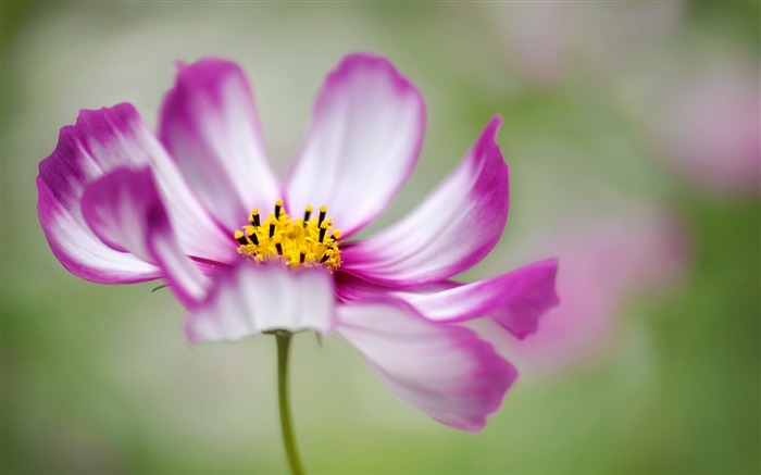 cosmos macro petals-Plants HD Photo fondo de pantalla Vistas:7952