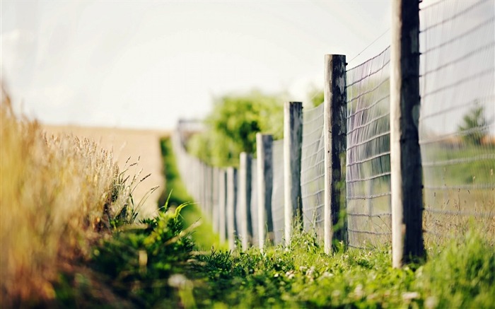 clôture herbe bokeh-Photo HD Fond d'écran Vues:8637