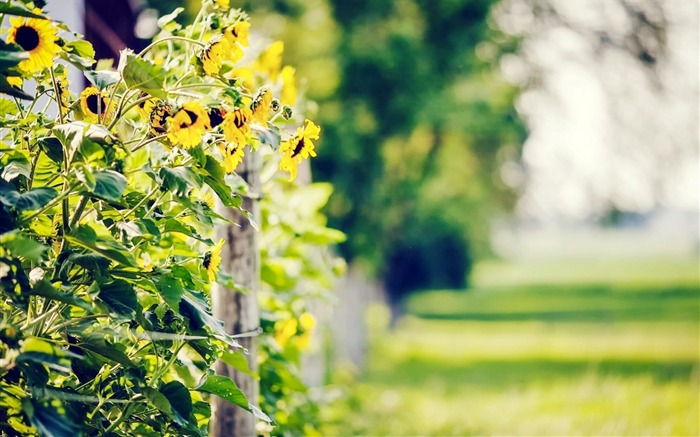 fence sunflowers-Photography HD Wallpaper Views:7709 Date:2014/7/21 7:55:46