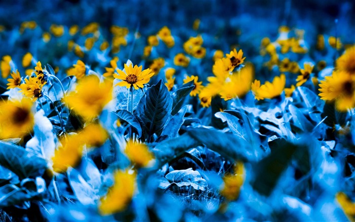 flowers with blue leaves-Photography HD Wallpaper Views:9592 Date:2014/7/21 7:58:09