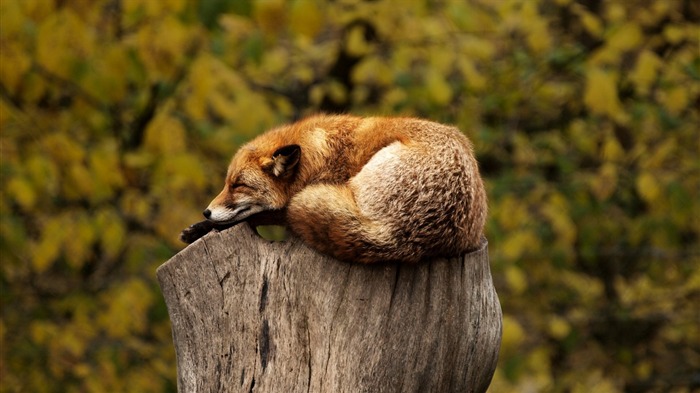 fox lying sleep-Animal HD Wallpaper Views:11559 Date:2014/7/19 23:19:39