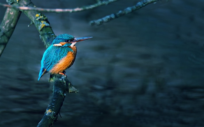 magnifique petit oiseau-Animal Photo Fond d'écran Vues:8906