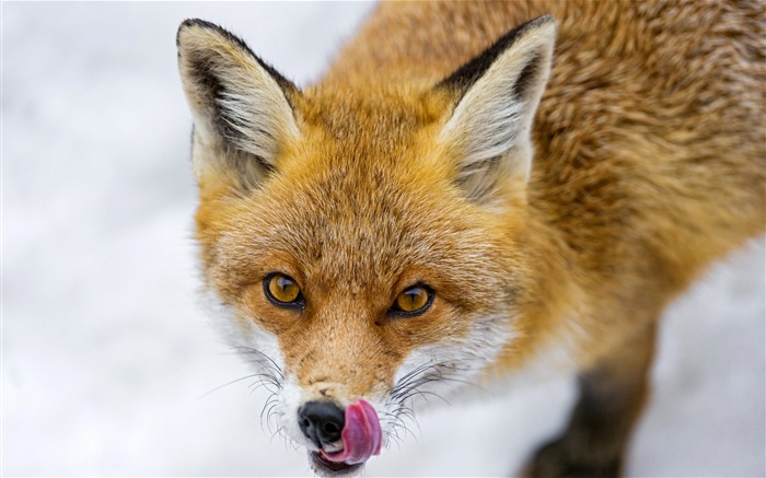 renard gourmand-Animal Photo Fond d'écran Vues:9473