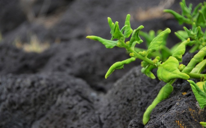 green plants-Photography HD Wallpaper Views:7294 Date:2014/7/21 7:59:10