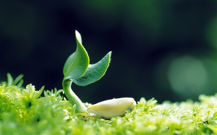 green plants-Photography HD Wallpapers Views:14271 Date:2014/7/21 7:59:28