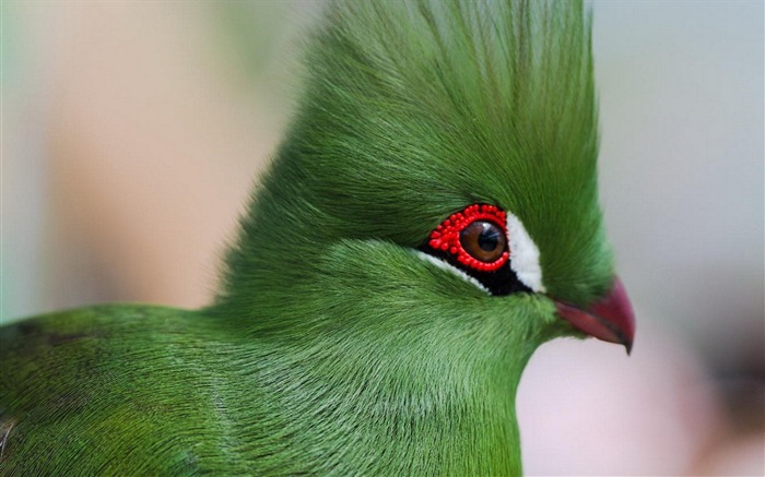 Guinée turaco volaille-Animal Photo Fond d'écran Vues:9011