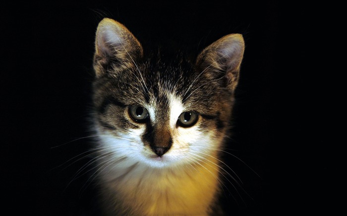 kitten face dark eyes-Animal HD Wallpaper Views:10295 Date:2014/7/19 23:21:30