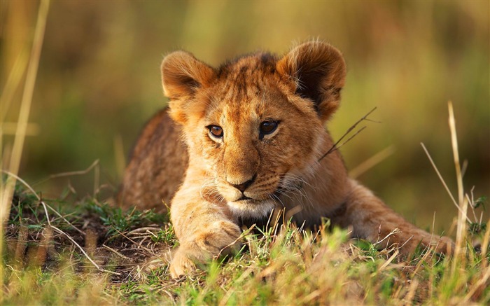 lion cub grass-Animal HD Wallpaper Views:16947 Date:2014/7/19 23:22:49