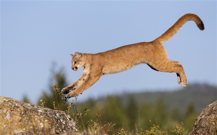 lynx carnivore chat-Animal Photo Fond d'écran Vues:8991