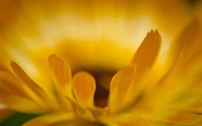 マクロ黄色の花びら-植物のHD写真の壁紙 ブラウズ:7040