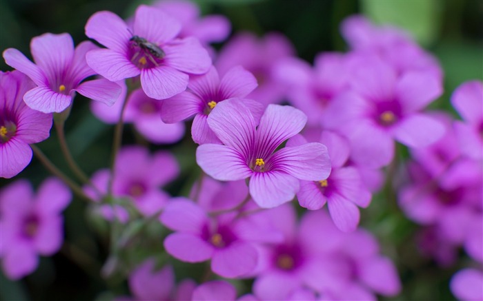 flores de oxalis purple-Plants HD Photo Wallpaper Vistas:9236