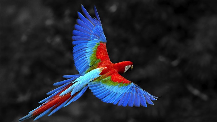 parrot-Animal HD Wallpaper Views:12072 Date:2014/7/19 23:23:48