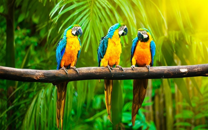 parrot branch jungle-Animal HD Wallpaper Views:26012 Date:2014/7/19 23:24:45