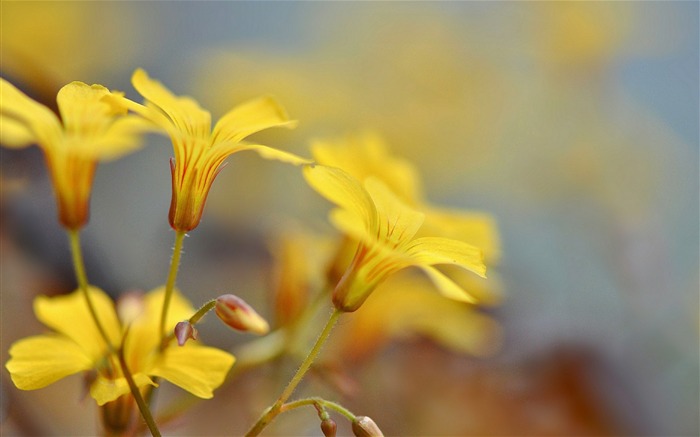 pétalos brotes desenfoque-Plants HD Photo Wallpaper Vistas:7951