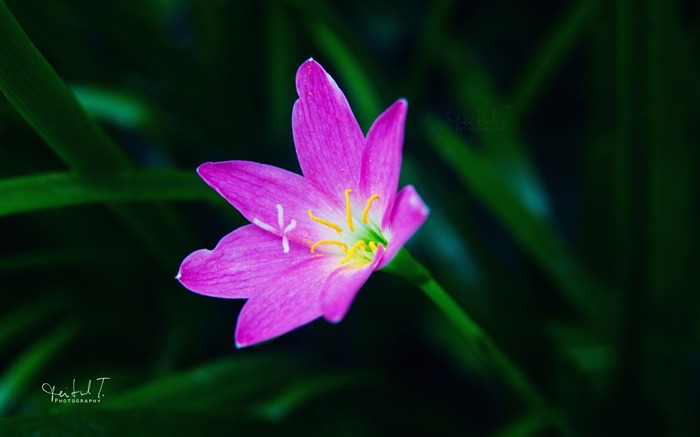 pink flower-Photography HD Wallpapers Views:7909 Date:2014/7/21 8:01:31