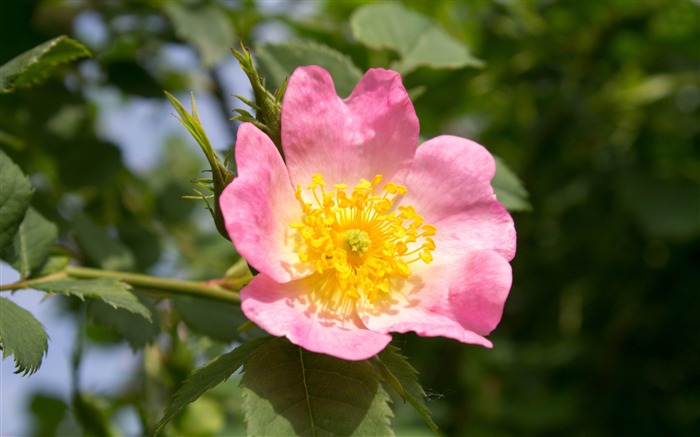 Pink Rose-Plants HD Photo Wallpaper Vistas:8196