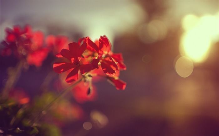 planta flor rojo-Plantas HD Photo Wallpaper Vistas:7944