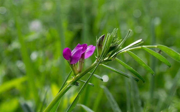 紫色の花-植物のHD写真の壁紙 ブラウズ:7315