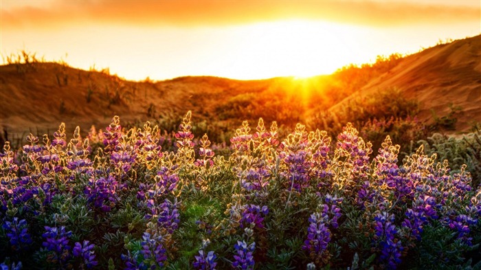 Purple wildflowers-Plants HD Photo fondo de pantalla Vistas:7565