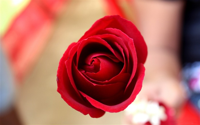 red rose flower-Photography HD Wallpaper Views:8844 Date:2014/7/21 7:57:00